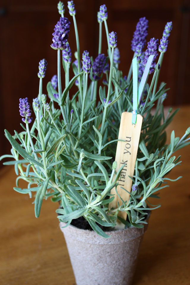 These darling DIY garden stakes make any pretty plant into a perfect party favor.