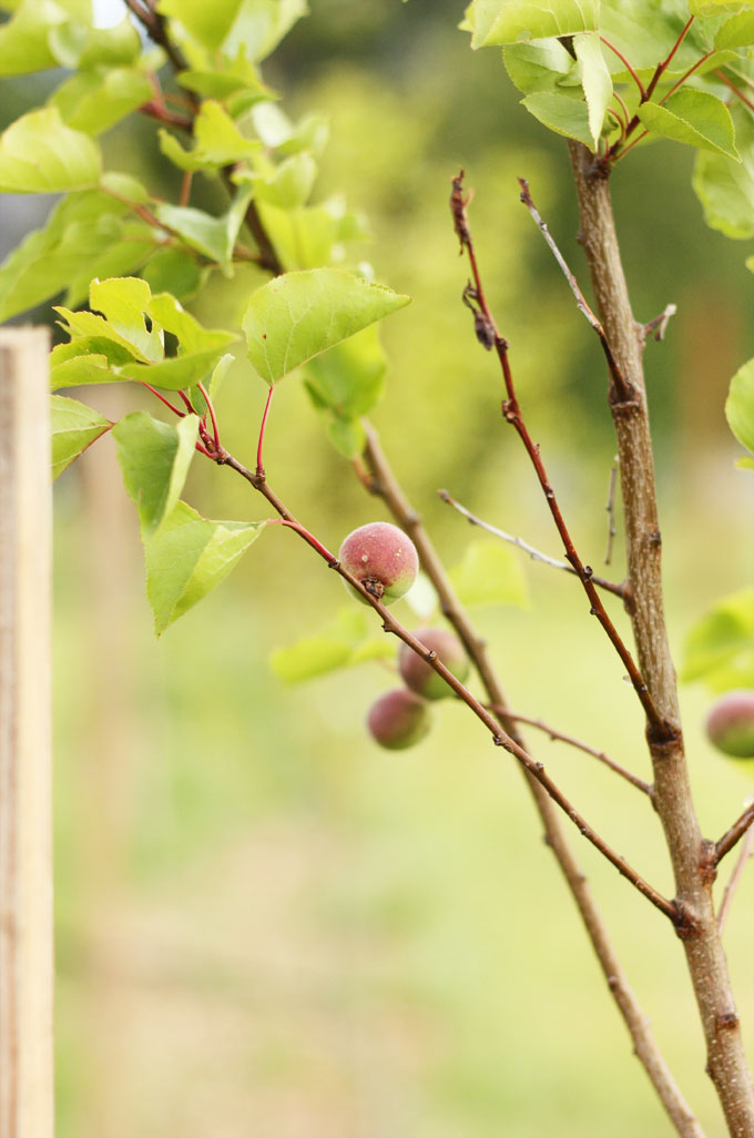 pacific northwest apricot trees