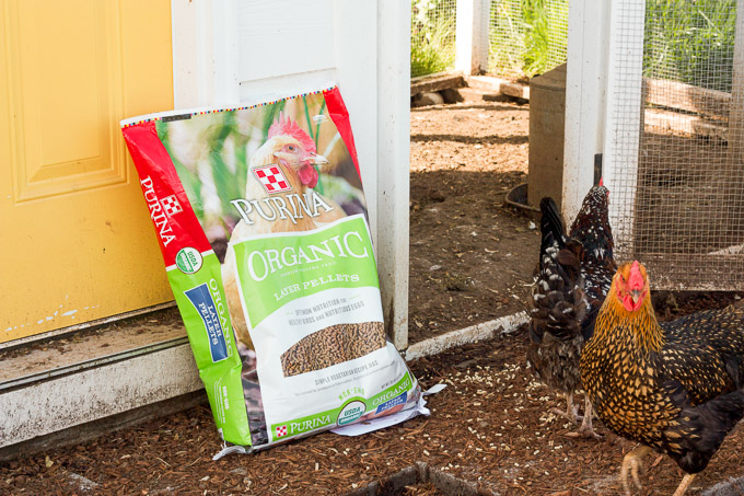 We feed our chickens Purina Organic Chicken Feed