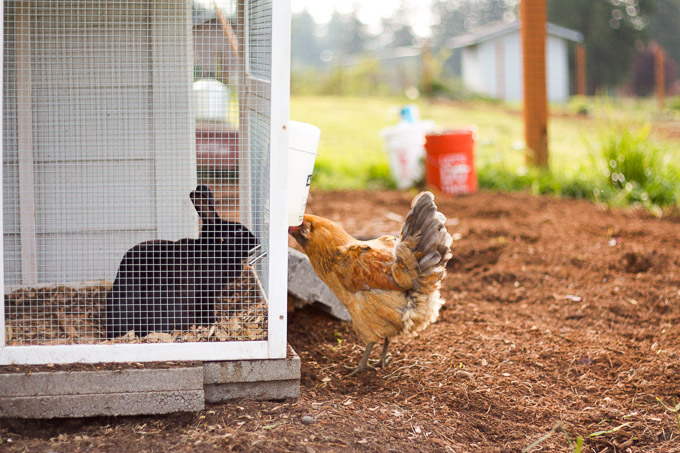 A black satin rabbit and Ameraucana hen chat with each other