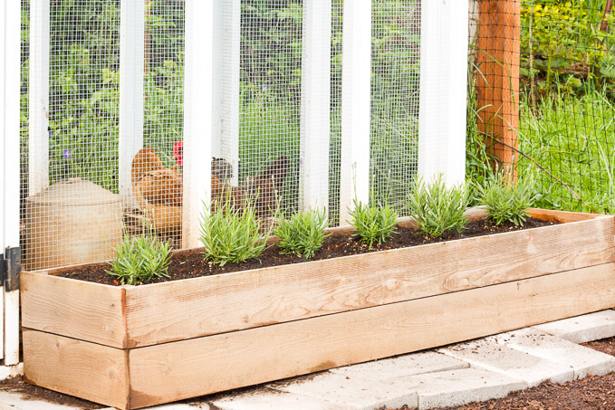 Lavender planted outside a chicken run helps the air smell fresh, and repels bugs as an added bonus!