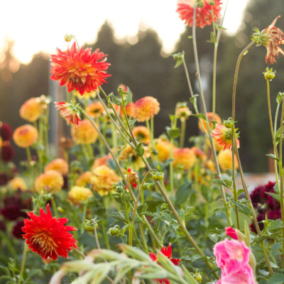 Gorgeous dahlias in a summer cutting garden
