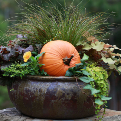 Get your front porch ready for Fall with a gorgeous container garden.
