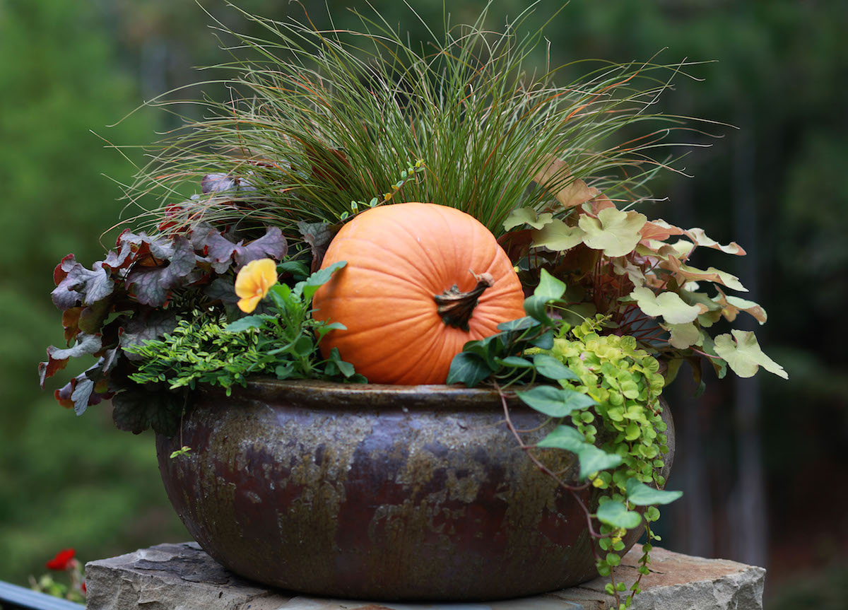 Fall container gardens are a quick, easy way to get your front porch ready for the season!