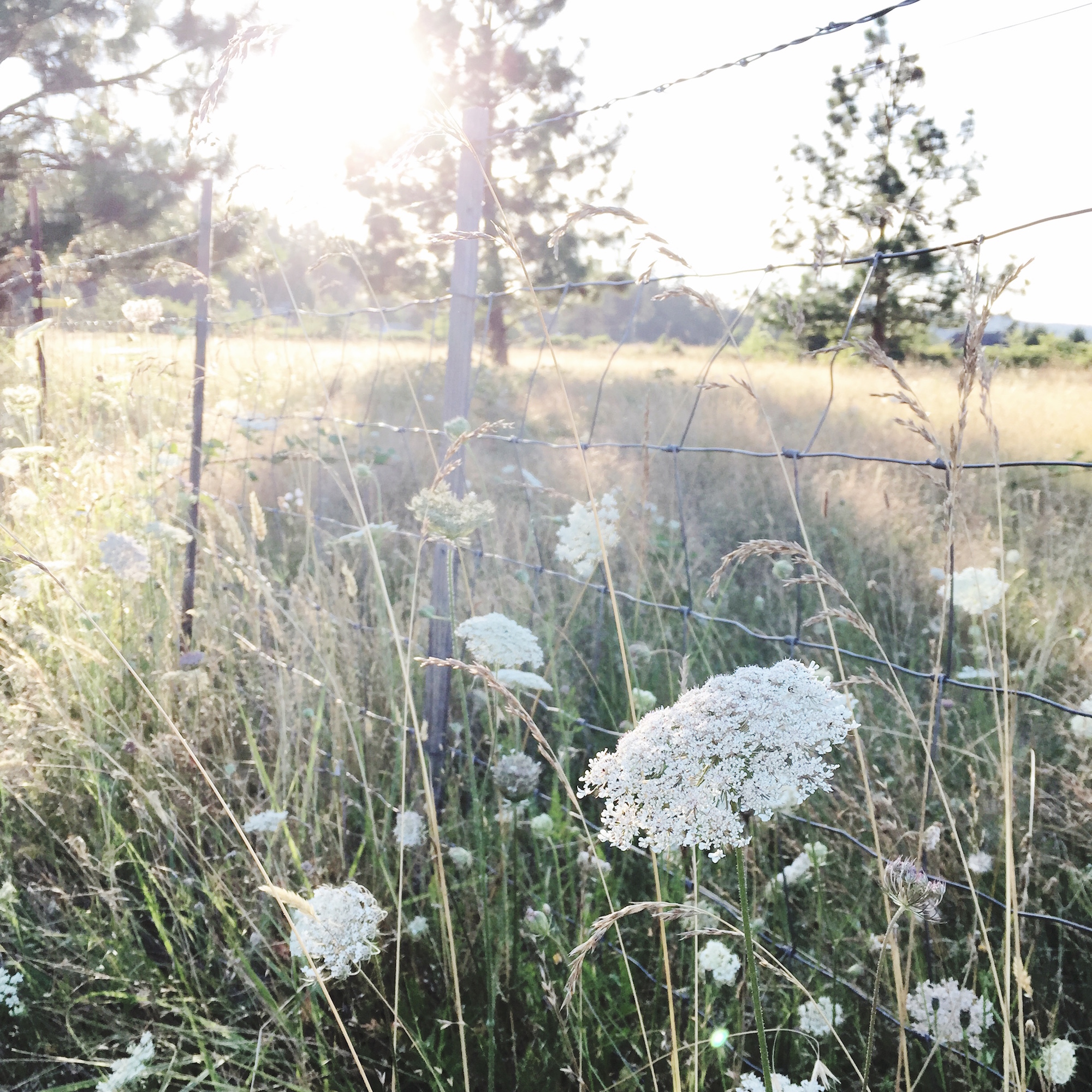 queen anne's lace