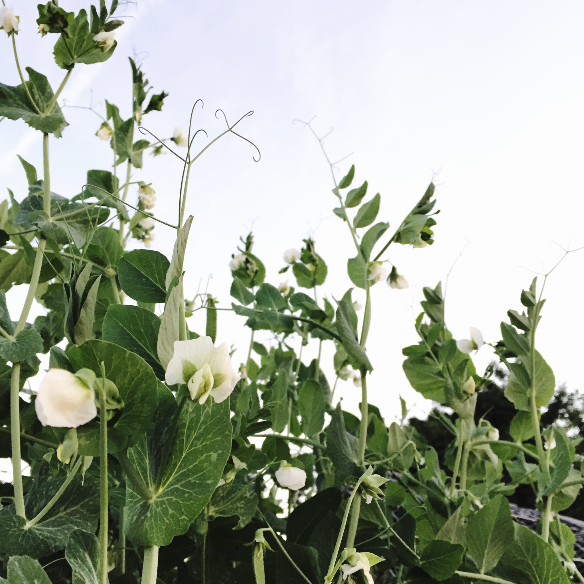 sweet peas in the evening