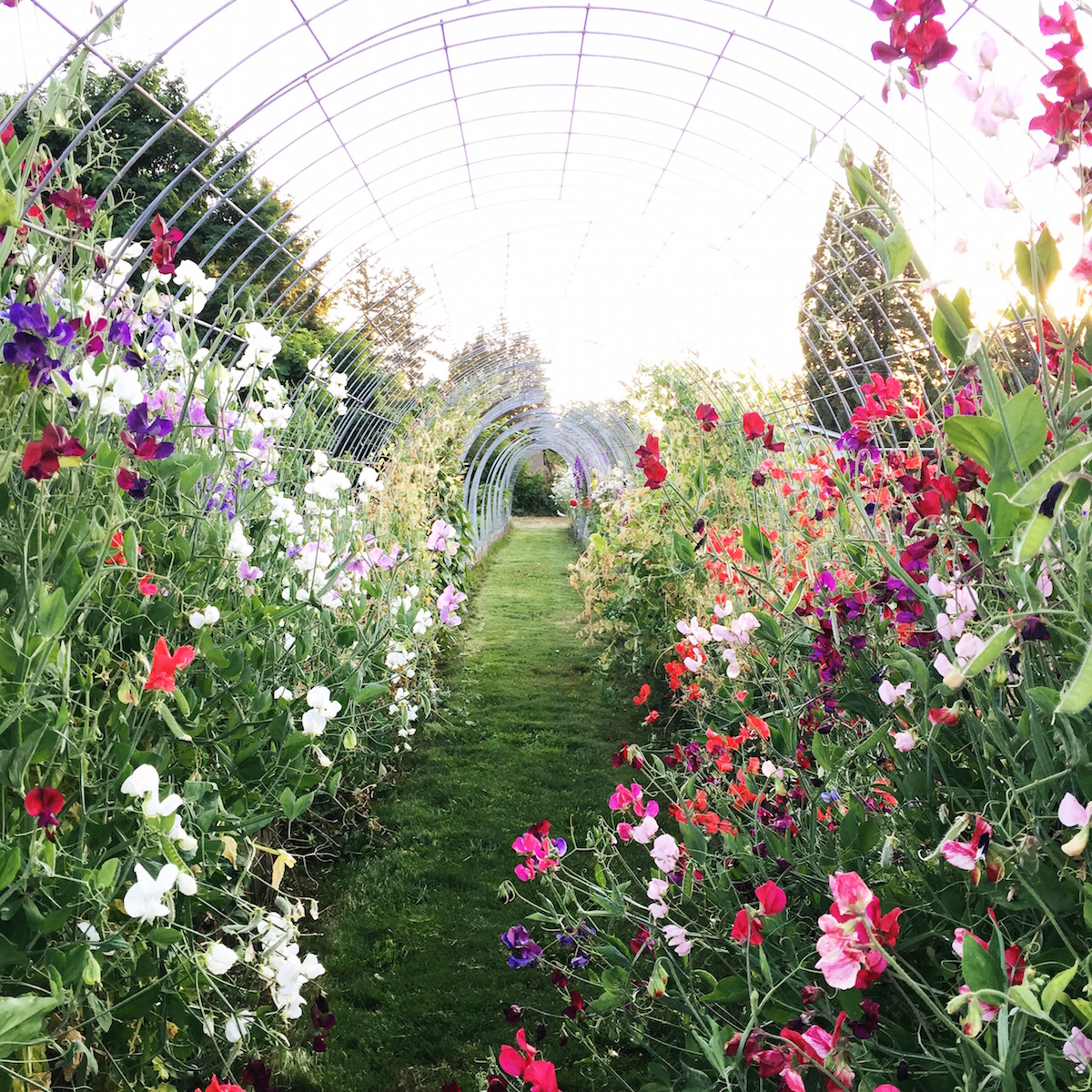 a tunnel of sweet peas