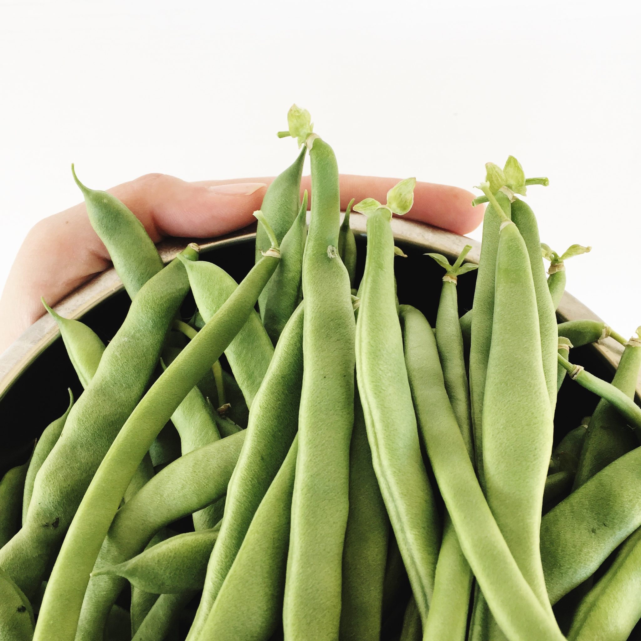 garden fresh green beans