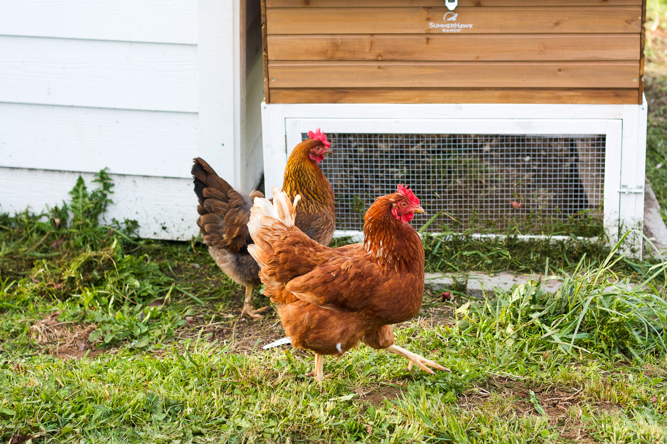 Two of our sweet hens
