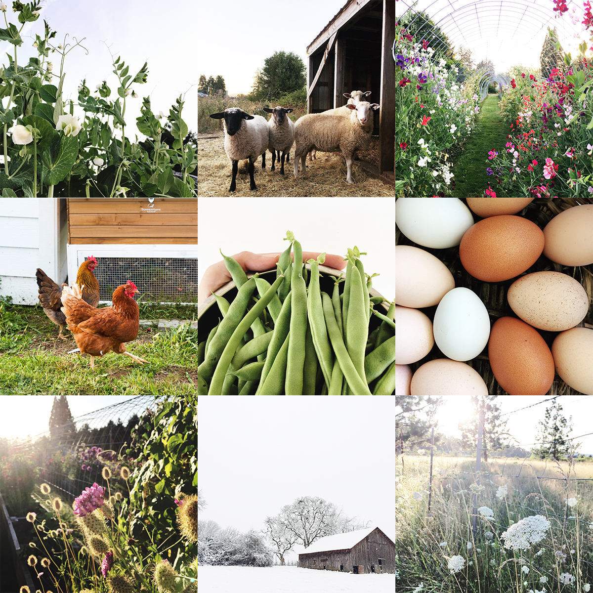 scenes from our modern country life