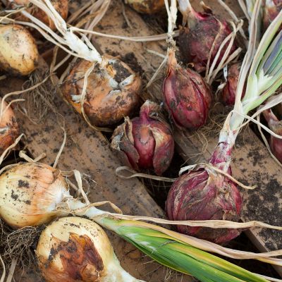 11 fall chores that will make your lawn, yard, and garden happy and healthy next spring!