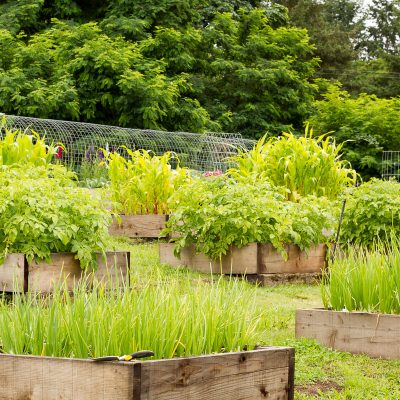 How we designed our backyard vegetable, fruit, and cut flower garden with rows of raised beds