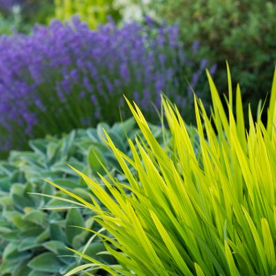 front yard landscape design